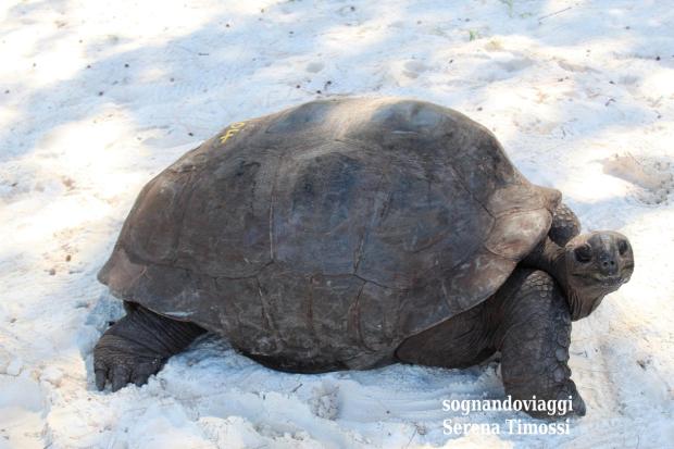 tartarughe curieuse seychelles