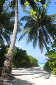 Maldive - Le palme da cocco