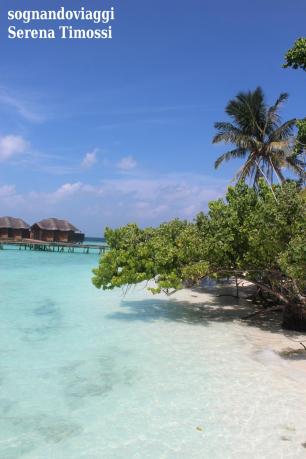 Maldive - Vegetazione protesa verso il mare con l'alta marea