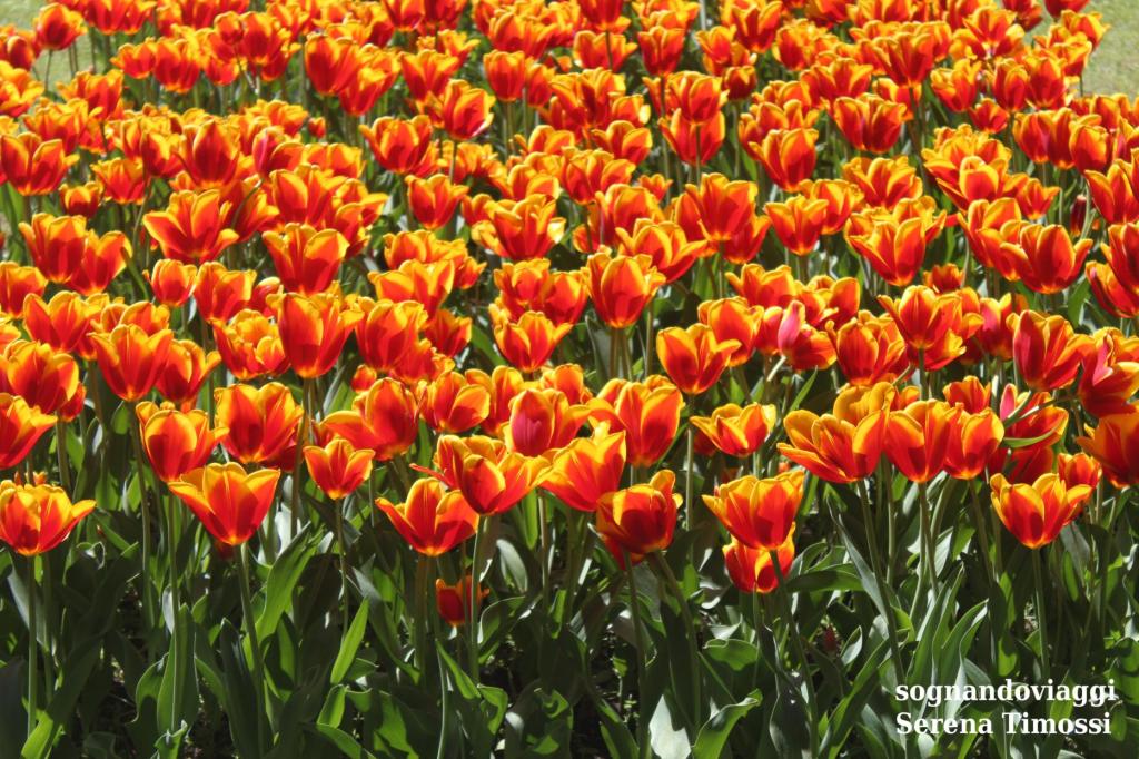 fioritura tulipani sigurtà