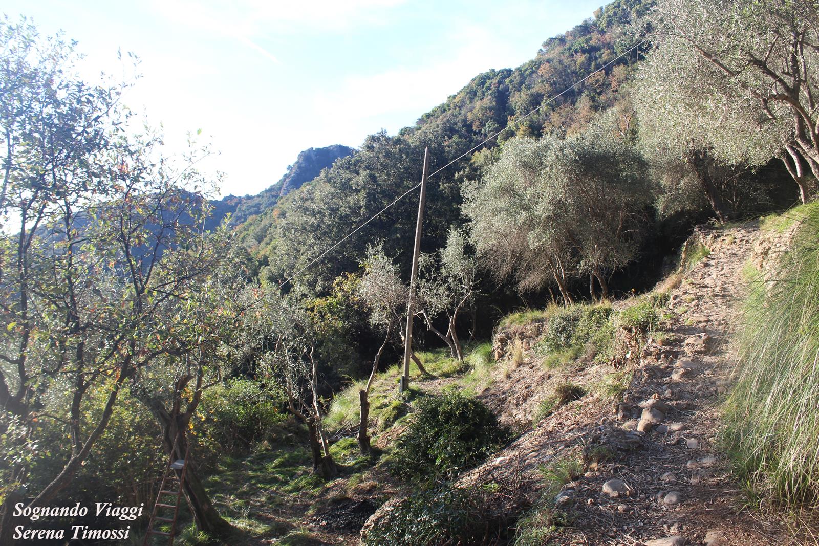 Trekking Parco di Portofino, sentiero tra gli olivi